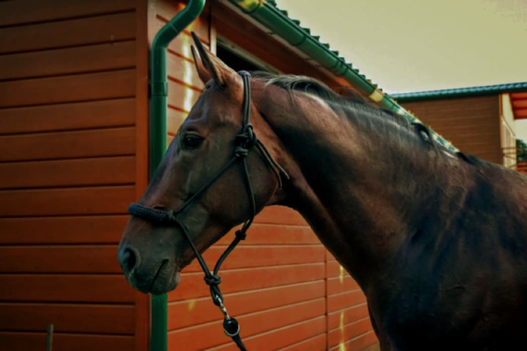 Моксы для лошадей